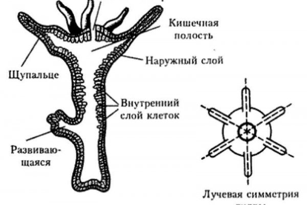 Сайт kraken darknet